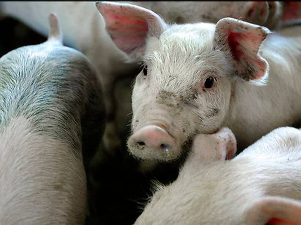 Det er blandt andet grisekød, som L&F forudser yderligere eksport af til Brasilien. | Foto: Henning Bagger/Ritzau Scanpix