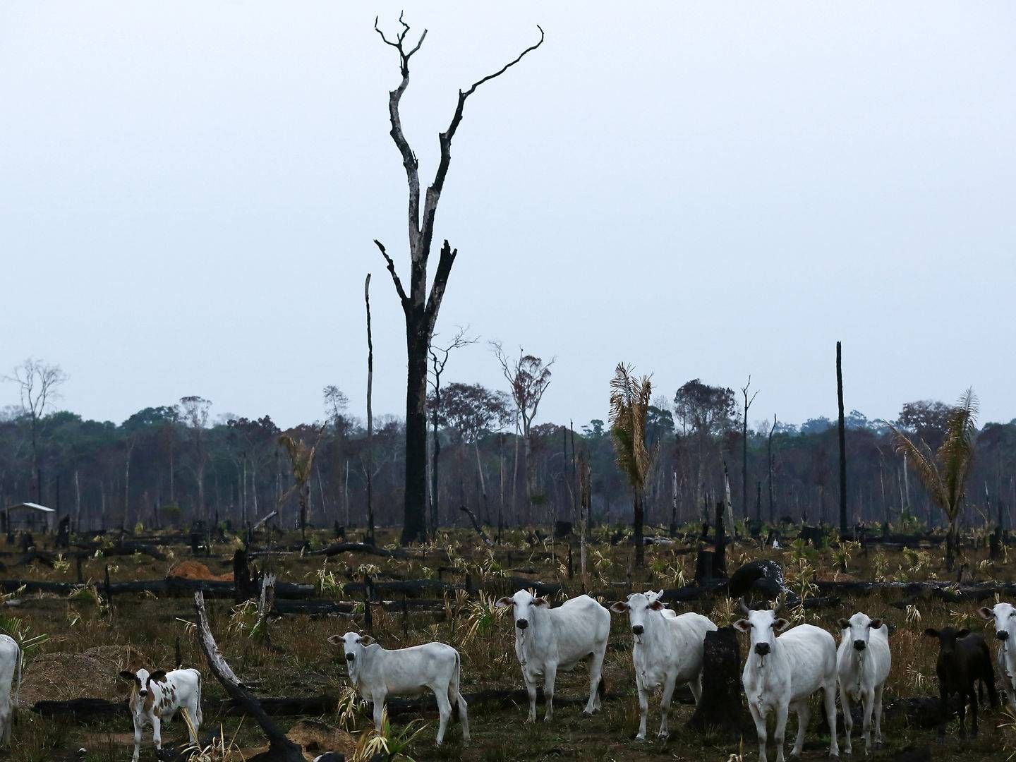 Cattle are séen on a tract of Amazon jungle after a fire in Apui. | Photo: Bruno Kelly/Reuters/Ritzau Scanpix