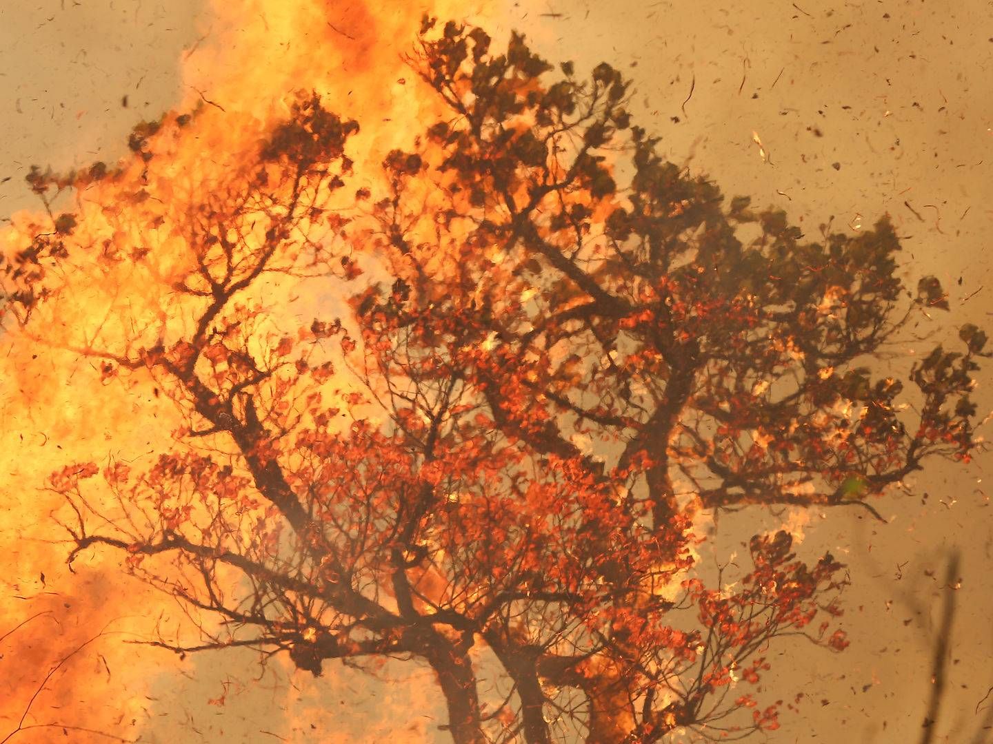 Massive skovbrænde i Brasilien har været med til at sætte EU's handelsaftale med Mercosur under pres. | Foto: Bruno Kelly/Reuters/Ritzau Scanpix