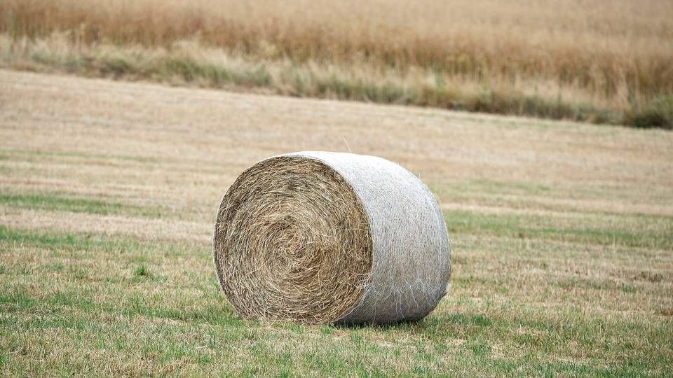 En landmand har typisk 4000-6000 baller efter høsten. Og står de dag ind og dag ud på marken i det danske efterårsvejr, risikerer landmanden, at halmballerne kun kan brændes af på en tørvejrsdag, fordi vådt halm ikke kan bruges til noget. Halmballerne begynder at spire og kan have svamp. Sidstnævnte kan gøre dyrene syge, hvis det benyttes til foder. | Foto: Henning Bagger/Ritzau Scanpix