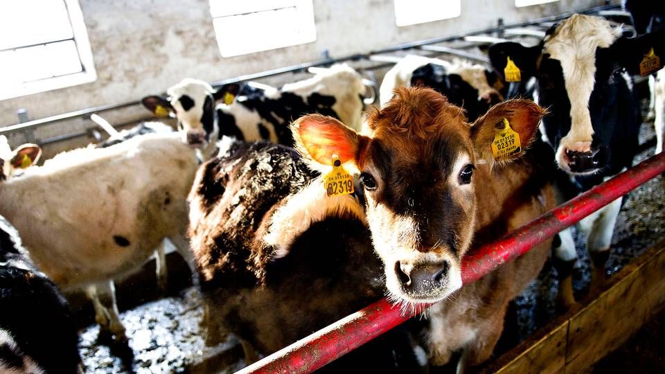 En kinesisk delegation har været i Danmark, hvor den besøgte to af Danish Crown Beefs slagterier med henblik på, at de skal godkendes til eksport af varer fra dyr under 30 måneder. | Foto: Torkil Adsersen/Ritzau Scanpix