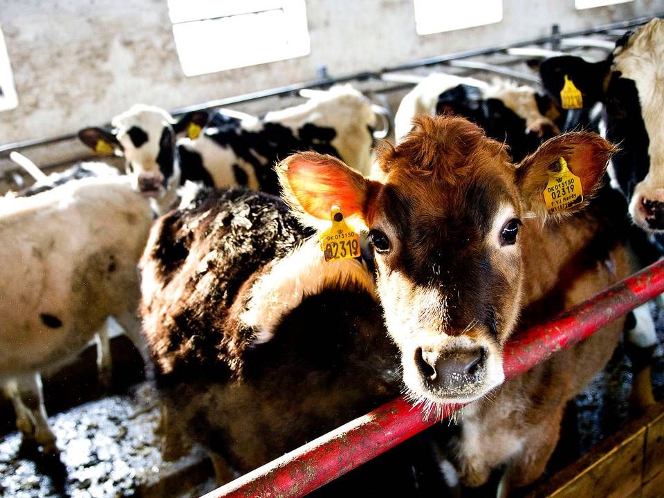 En kinesisk delegation har været i Danmark, hvor den besøgte to af Danish Crown Beefs slagterier med henblik på, at de skal godkendes til eksport af varer fra dyr under 30 måneder. | Foto: Torkil Adsersen/Ritzau Scanpix