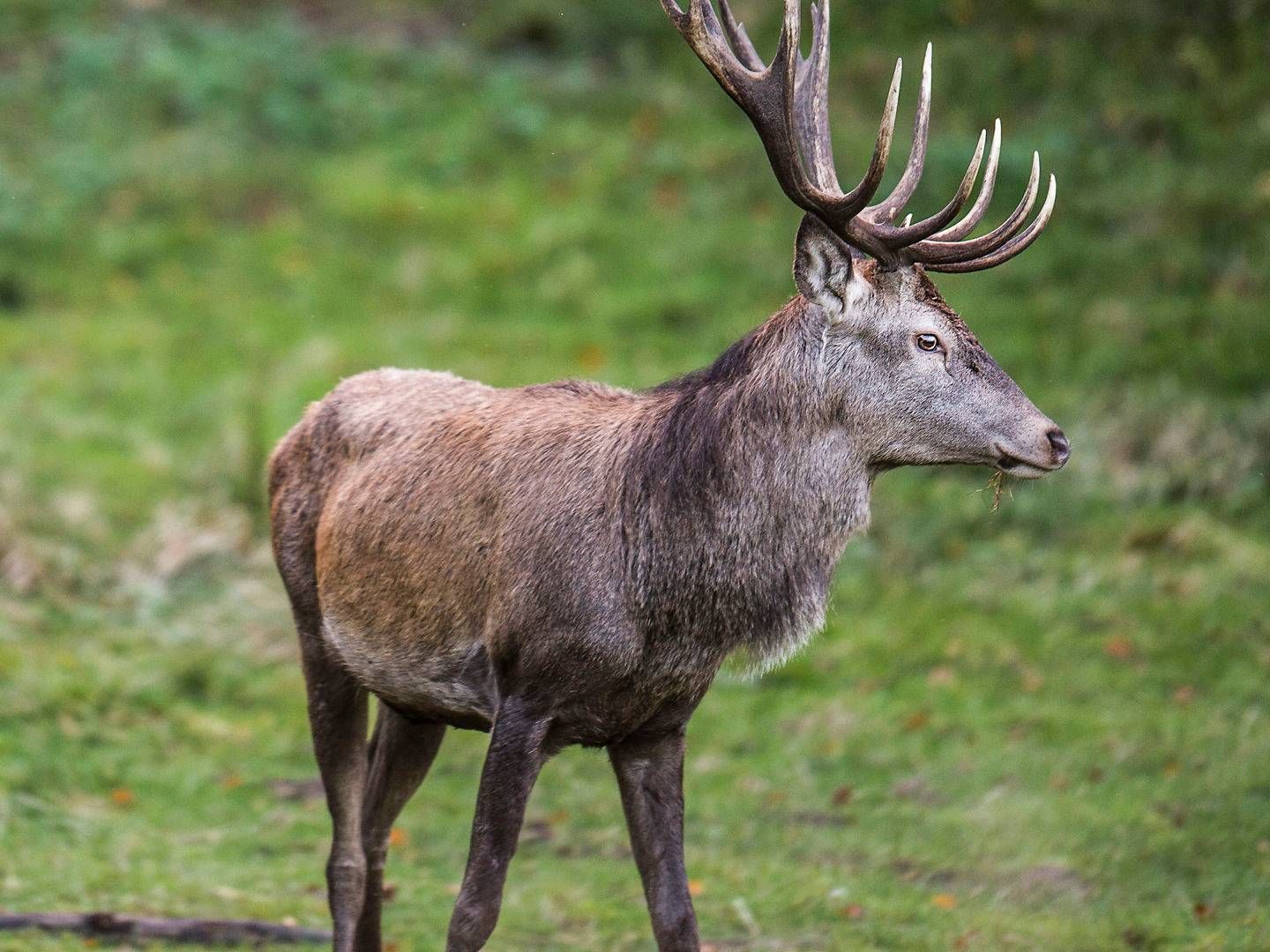 Foto: Ólafur Steinar Gestsson / Ritzau / Scanpix