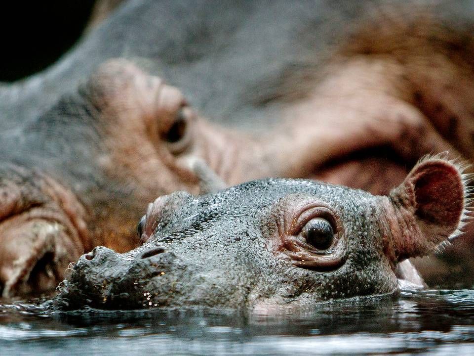 København Zoo er i dag hjem for fem flodheste; en han, to hunner og to unger, som efterhånden er et par år gamle. | Foto: Bax Lindhardt/SP/Ritzau Scanpix