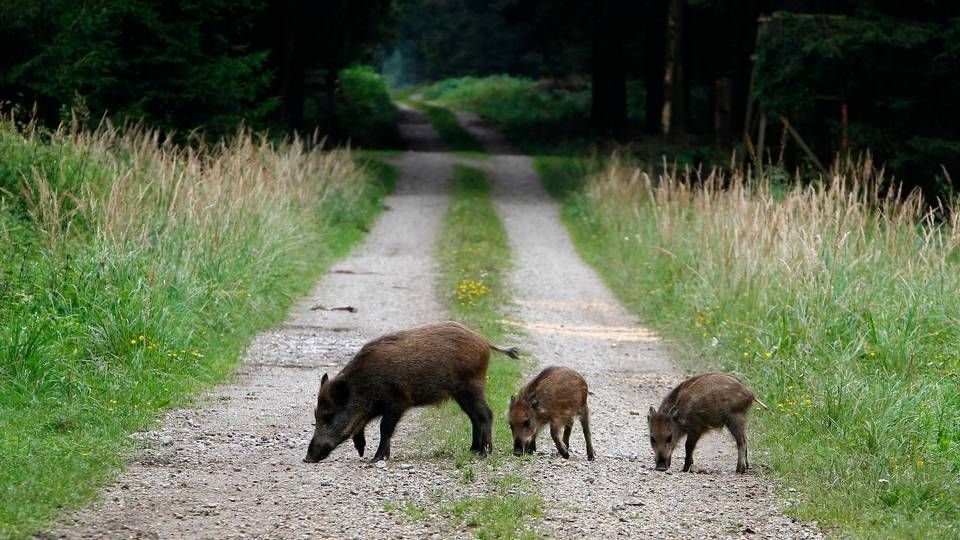 Foto: Matthias Schrader/AP/Ritzau Scanpix