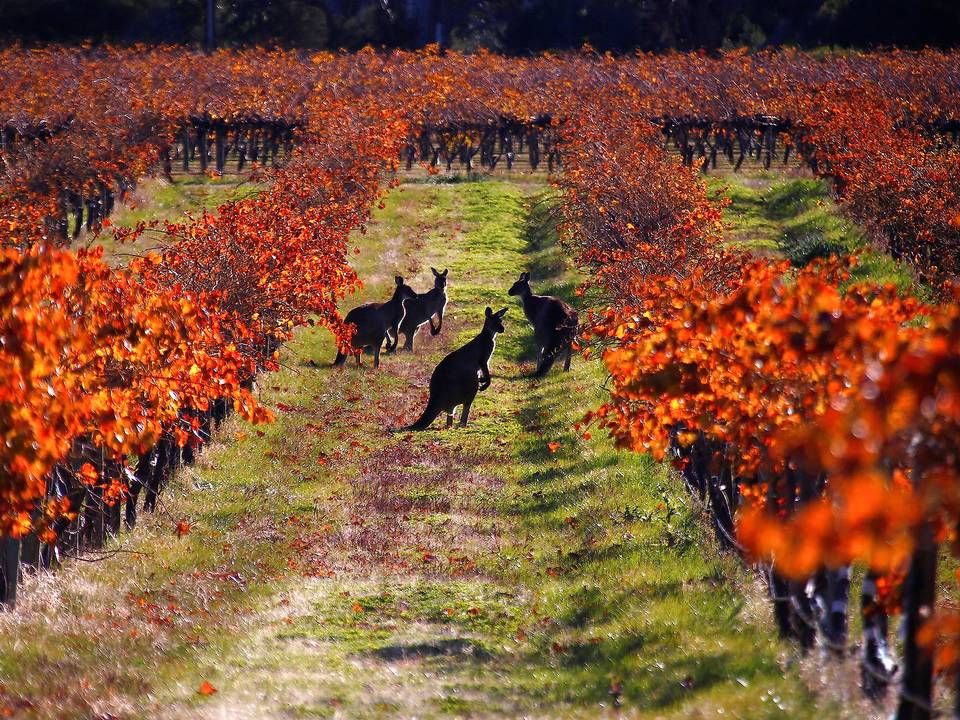 Foto: David Gray/Reuters/Ritzau Scanpix