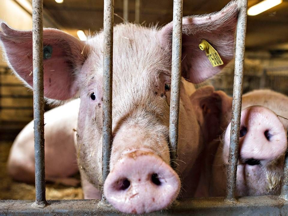 Stadig flere svin bliver årligt kørt ud af landet til opfedning og slagtning i Tyskland og Polen. | Foto: Claus Fisker/Ritzau Scanpix