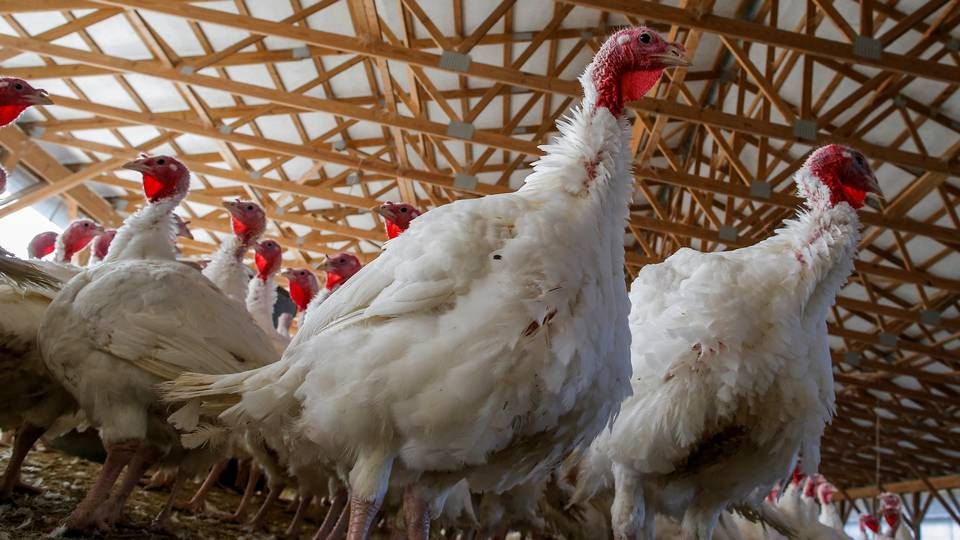 Amerikanere, der gerne vil skrue ned for kødforbruget, har mere end svært ved at finde alternativer til den traditionsrige kalkun, hvis de vil besvare smagen, i forbindelse med den torsdagens store thanksgiving-tradition. | Foto: Eduardo Munoz/REUTERS / Ritzau Scanpix