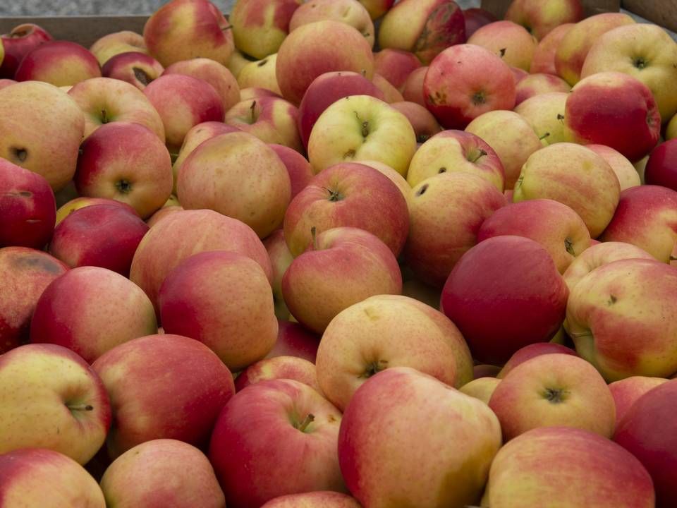 Selv om der ofte er rester af pesticider i dansk frugt, er det langt sjældnere end for udenlandsk frugt. (Arkivfoto) | Foto: Stine Rasmussen / JPA / Ritzau Scanpix