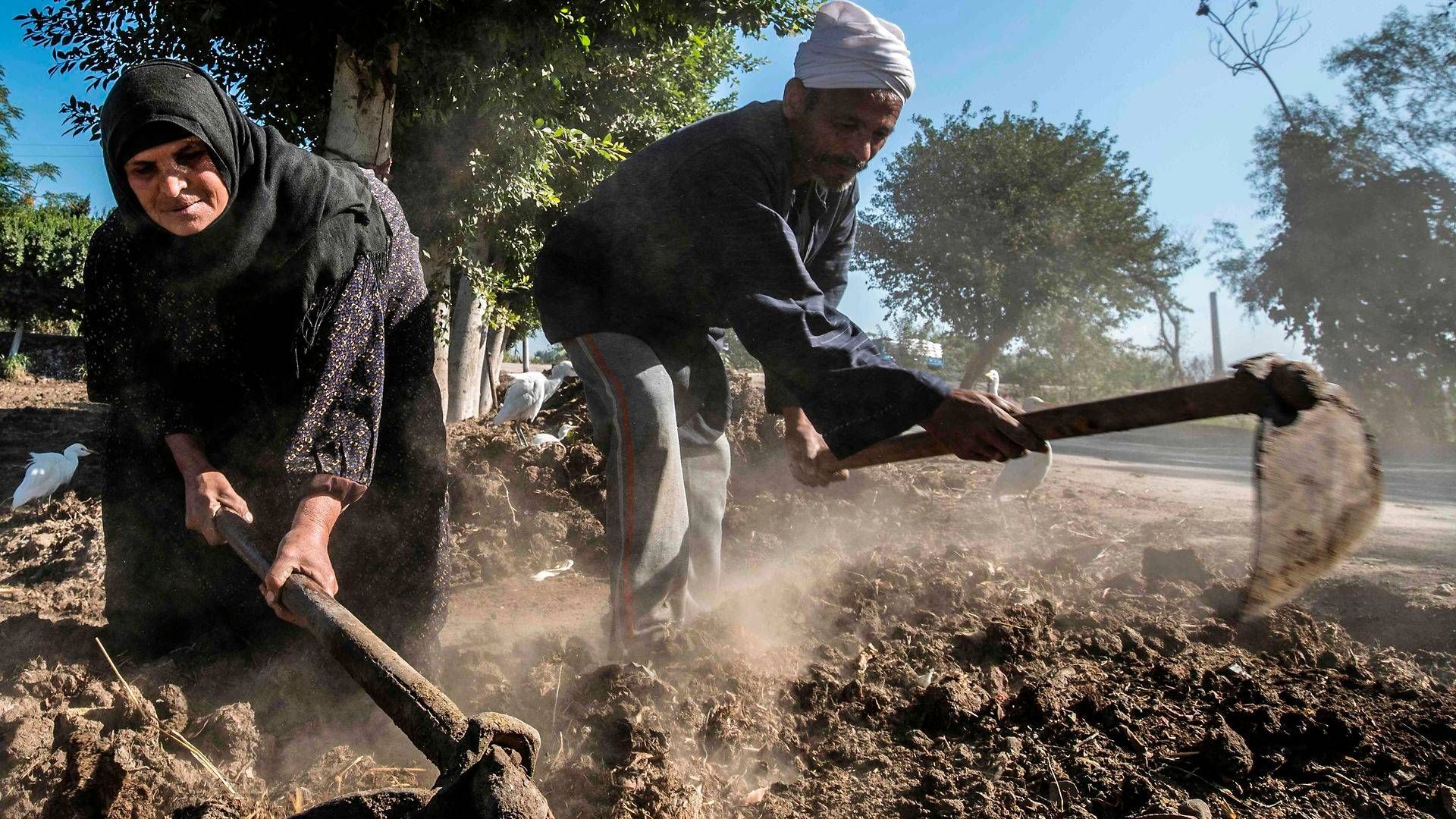 Landbruget udgør 11,7 pct. af Egyptens BNP og beskæftiger 24,5 pct. af Egyptens arbejdsstyrke. | Foto: Khaled Desouki/AFP/Ritzau Scanpix