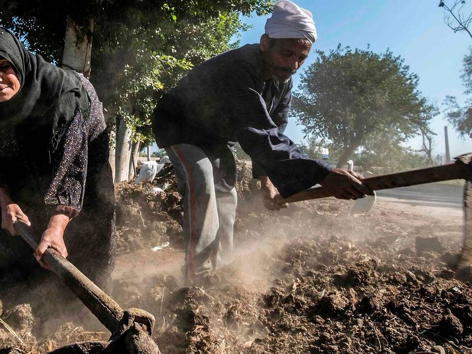 Landbruget udgør 11,7 pct. af Egyptens BNP og beskæftiger 24,5 pct. af Egyptens arbejdsstyrke. | Foto: Khaled Desouki/AFP/Ritzau Scanpix