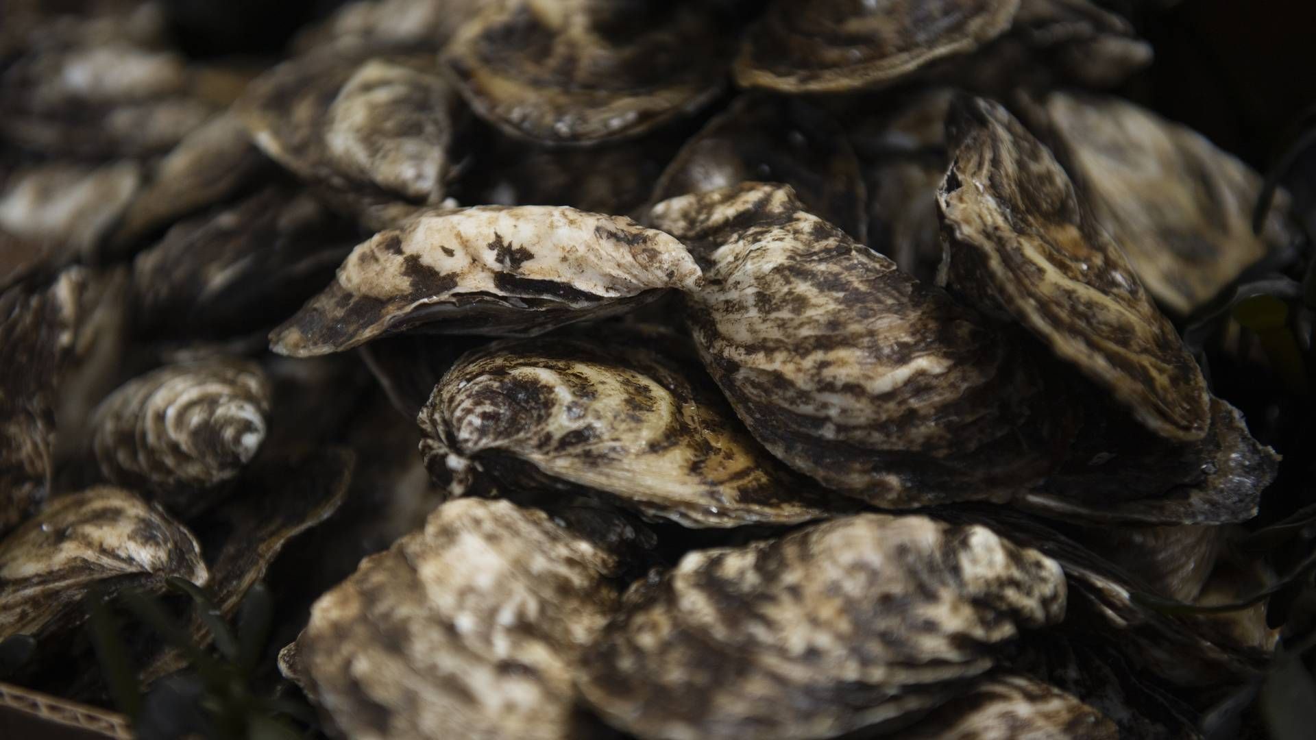 Ud over østers er Venø Seafood også leveringsdygtig i hjertemuslinger og frisk hummer. | Foto: Stine Rasmussen/JPA