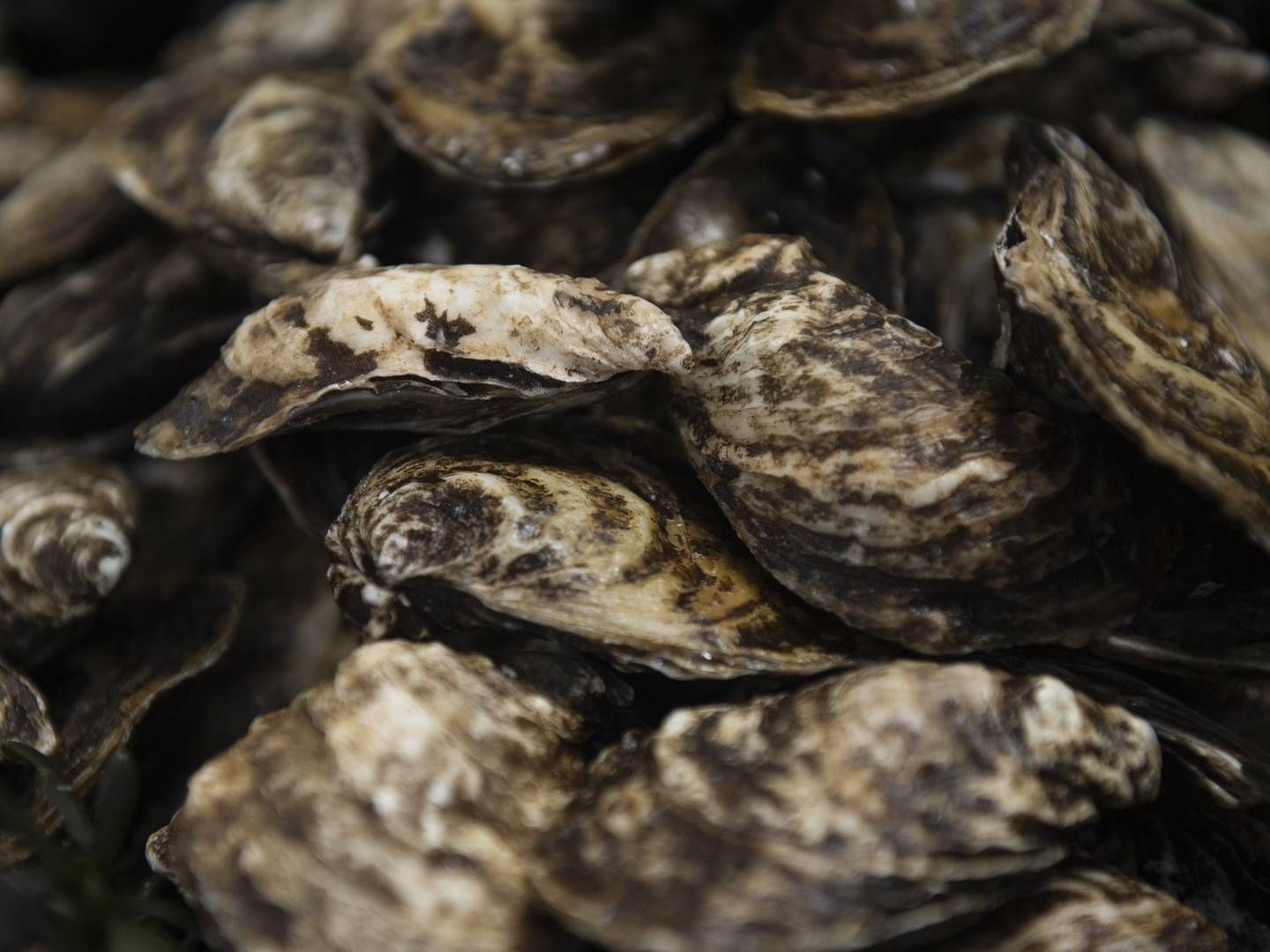 Ud over østers er Venø Seafood også leveringsdygtig i hjertemuslinger og frisk hummer. | Foto: Stine Rasmussen/JPA