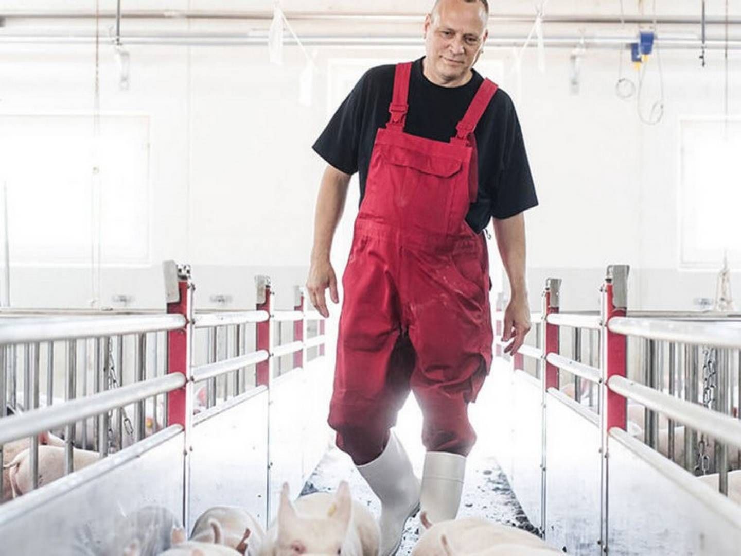 Foto: PR-foto Danish Pig Genetics