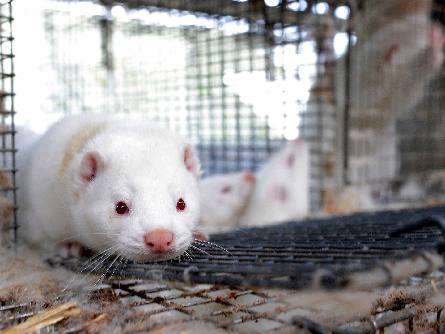 Foto: Fabian Bimmer/Reuters/Ritzau Scanpix