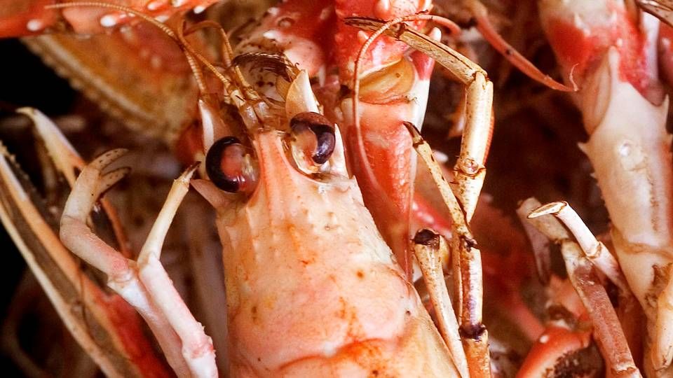 Læsø Fiskeindustri forventer at have den nye kandidat på plads i slutningen af februar, ifølge bestyrelsesformand Gregers Jacobsen. | Foto: Camilla Stephan/Ritzau Scanpix