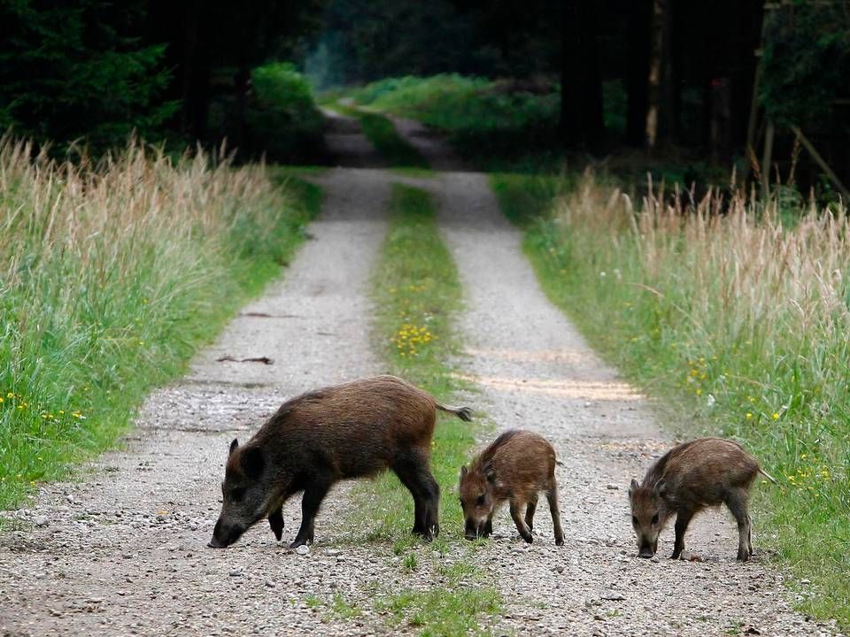 Foto: Matthias Schrader/AP/Ritzau Scanpix