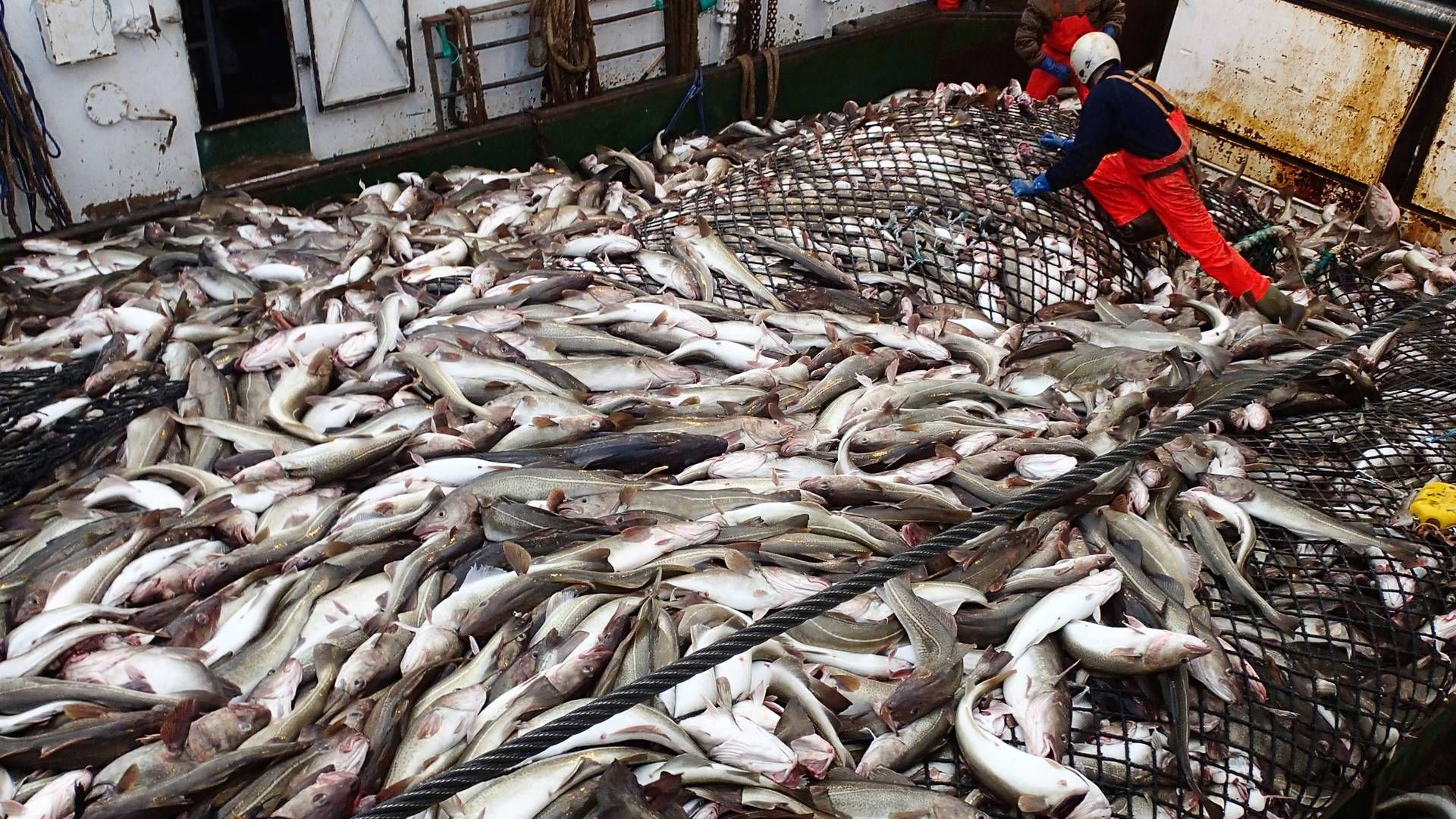 Ud af et nyt fælles kontor håber Danmarks Fiskeriforening PO og Danmarks Pelagiske PO at kunne styrke den samlede indsats i EU. | Foto: PER FOLKVER