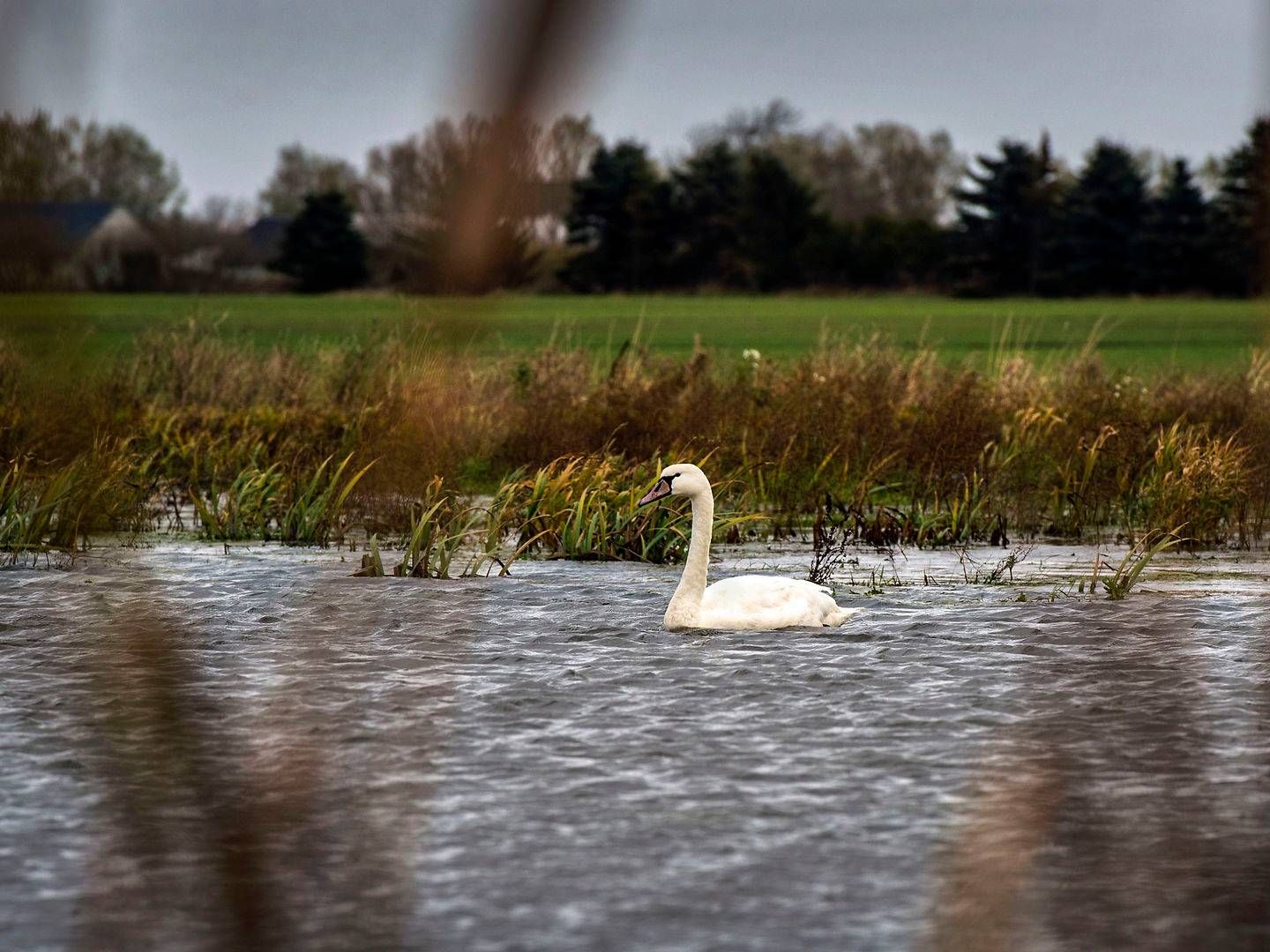 Foto: Jan Dagø/Jyllands-Posten/Ritzau Scanpix