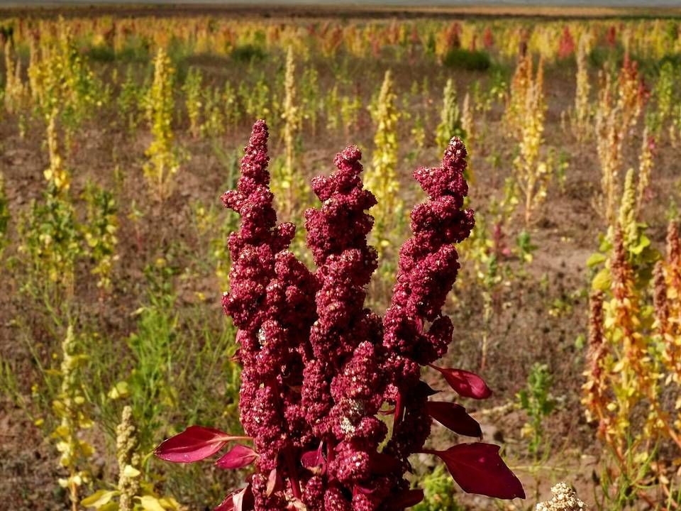 Quinoa-afgrøder ved La Paz i Bolivia | Foto: David Mercado/Reuters/Ritzau Scanpix