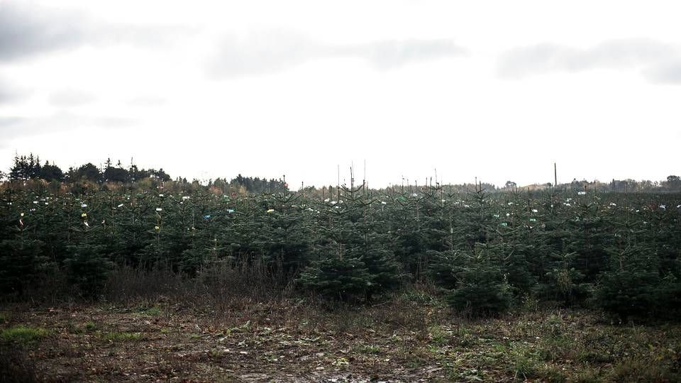 Egedal Maskinfabrik sælger blandt andet maskiner til juletræsbranchen. | Foto: Casper Holmenlund Christensen/Jyllands-Posten/Ritzau Scanpix