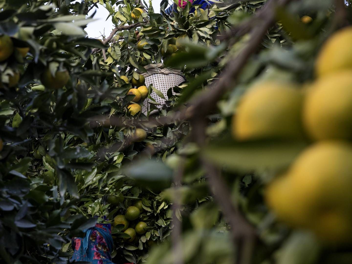 Årligt tilbereder Fazer-kokkene mere end 4 millioner kilo økologiske varer i kantinerne, hvilket svarer til cirka 40 pct. af Fazer Food Services' totale råvareindkøb. | Foto: Jacob Ehrbahn / Politiken / Ritzau Scanpix