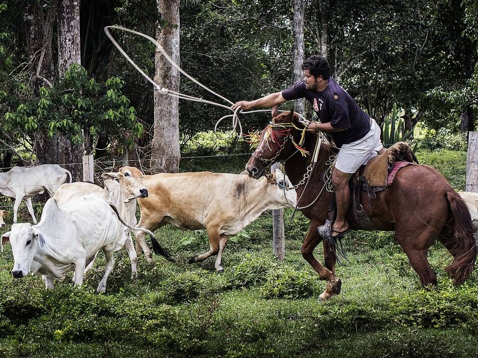 Foto: Casper Dalhoff/Ritzau Scanpix