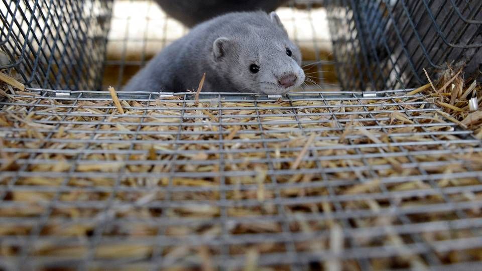 Foto: Fabian Bimmer/Reuters/Ritzau Scanpix