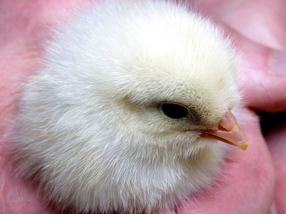 Fra begyndelsen af marts kan forbrugerne ikke længere finde fersk kylling fra den hurtigtvoksende race ross 308 i Lidls 125 danske butikker. | Foto: Carsten Andreasen/Ritzau Scanpix
