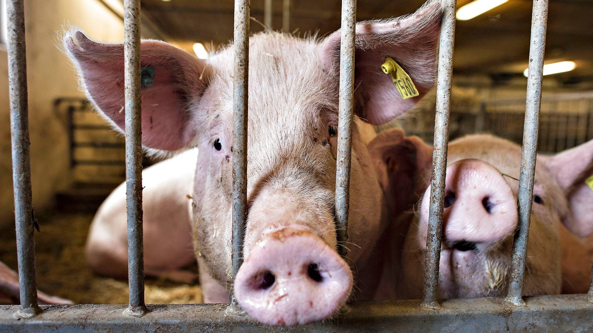 Det er især svinebønderne, som har fået det bedre økonomisk over det seneste år. | Foto: Claus Fisker/Ritzau Scanpix