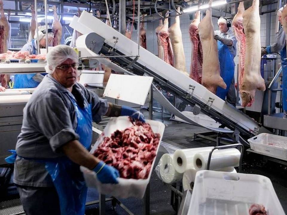 Udbruddet af coronavirus i Kina forsinker genopbygningens af landets svineproduktion. Det kan forlænge den aktuelle indtjeningsfest for de danske slagterier og svineproducenter. | Foto: Gregers Tycho