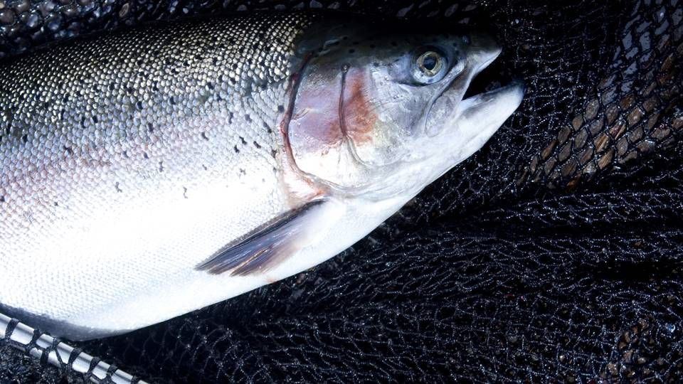 Norske Salmar styrer solidt gennem usikre tider med stærkt kvartalsresultat, der nu også forgylder ejerne. | Foto: Mie Brinkmann/Ritzau Scanpix