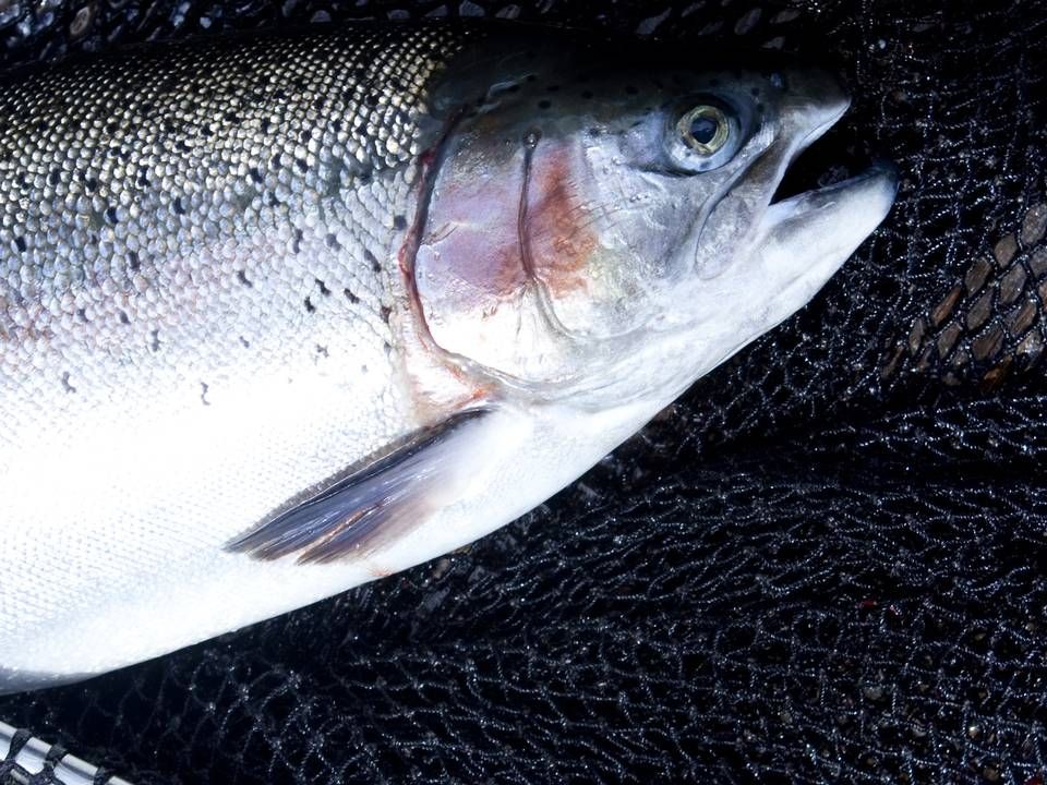 Norske Salmar styrer solidt gennem usikre tider med stærkt kvartalsresultat, der nu også forgylder ejerne. | Foto: Mie Brinkmann/Ritzau Scanpix