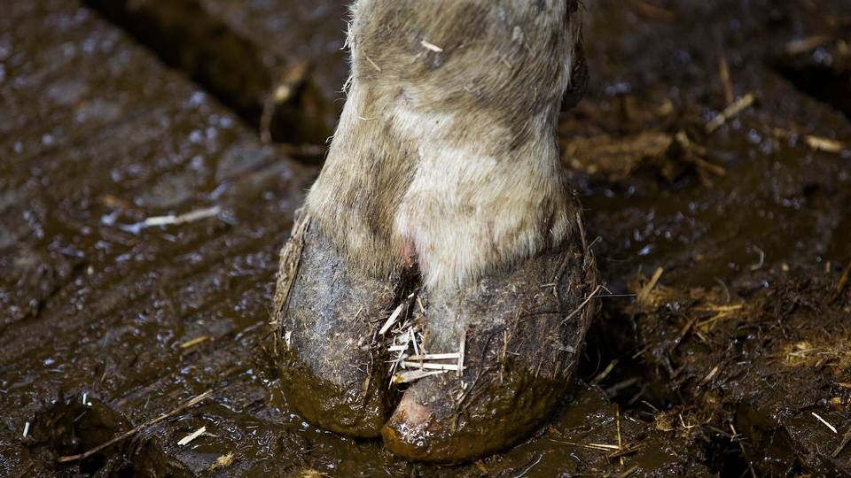 Foto: Jacob Ehrbahn/Ritzau Scanpix