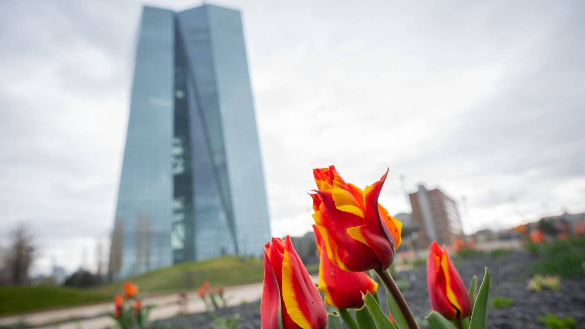 Die EZB in Frankfurt am Main | Foto: picture alliance/Andreas Arnold/dpa