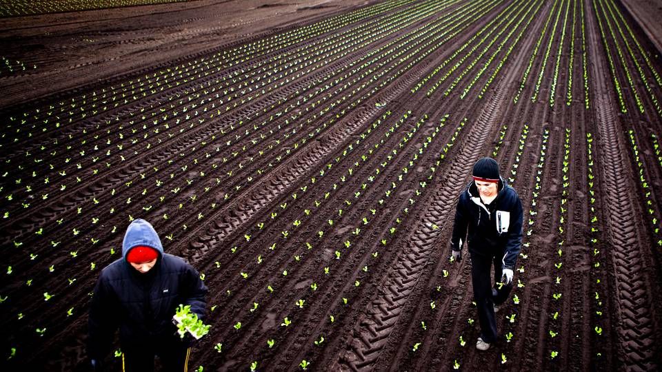 Foto: Marcus Trappaud Bjørn/Jyllands-Posten/Ritzau Scanpix