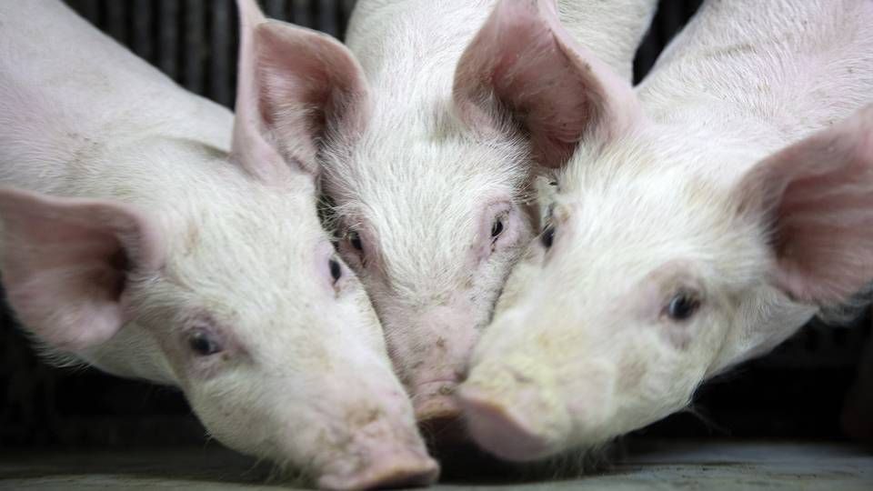 Svinebønder nyder godt at relativt høje svinepriser, og derfor er landbrugskunderne blevet en lise for bankernes ellers coronaramte kunde. | Foto: Finn Frandsen