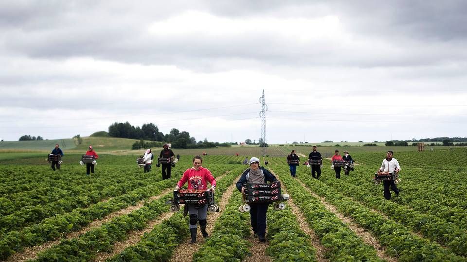 Foto: Mathias Svold/Jyllands-Posten/Ritzau Scanpix