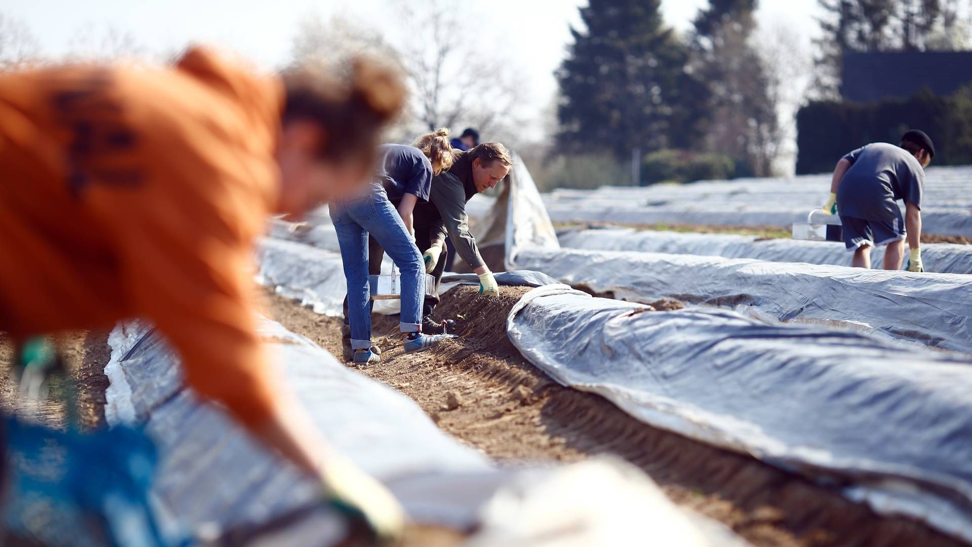 Lohmar i delstaten Nordrhein-Westfalen er et af de steder, hvor de frivillige har indtaget aspargesmarkerne. | Foto: THILO SCHMUELGEN/REUTERS / X03860