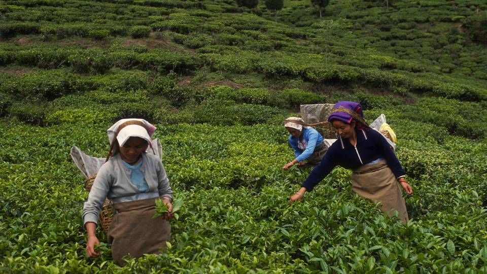 Ekstraregningen for det begrænsede udbud er størst i Asien og i Afrika, skriver CNBC, der har fulgt sagen tæt. | Foto: Polfoto