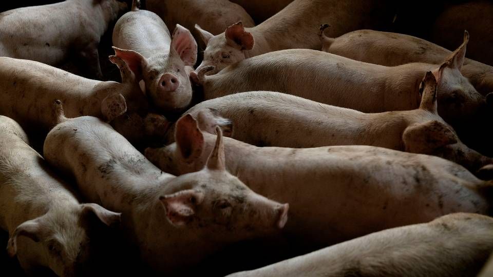 Den soja, der bliver importeret til Danmark, bliver primært brugt til foder til svin på grund af sojaens høje proteinindhold. | Foto: Peter Hove Olesen/Ritzau Scanpix