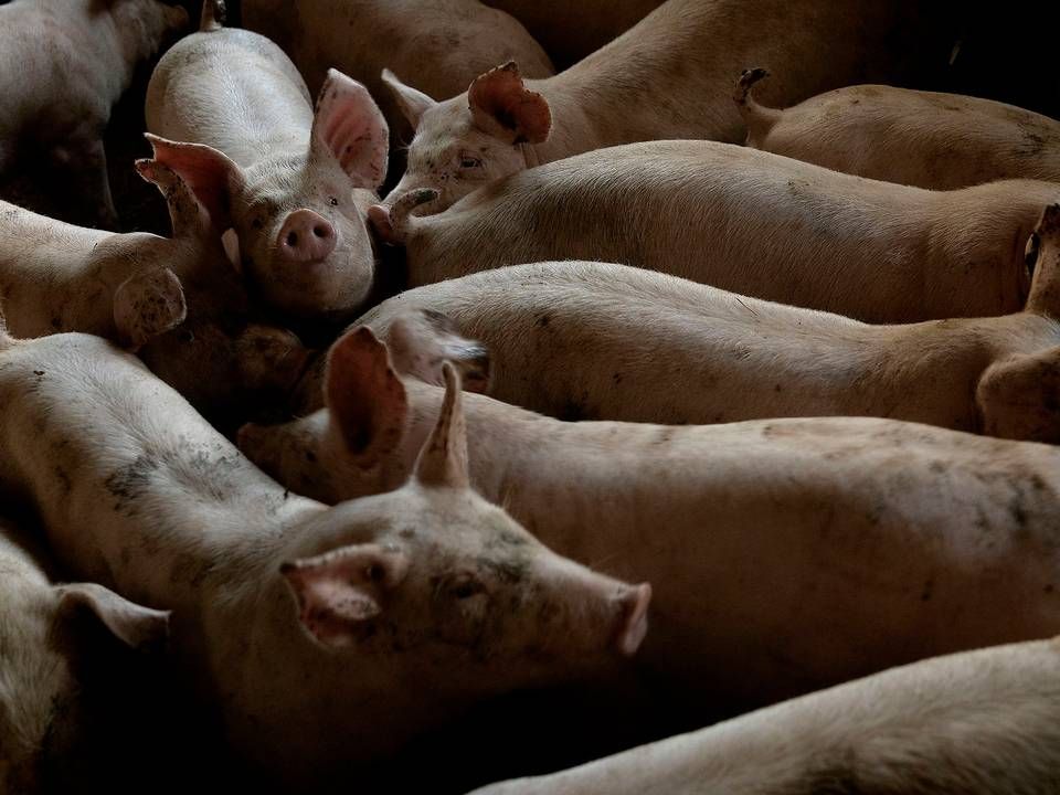 Den soja, der bliver importeret til Danmark, bliver primært brugt til foder til svin på grund af sojaens høje proteinindhold | Foto: Peter Hove Olesen/Ritzau Scanpix