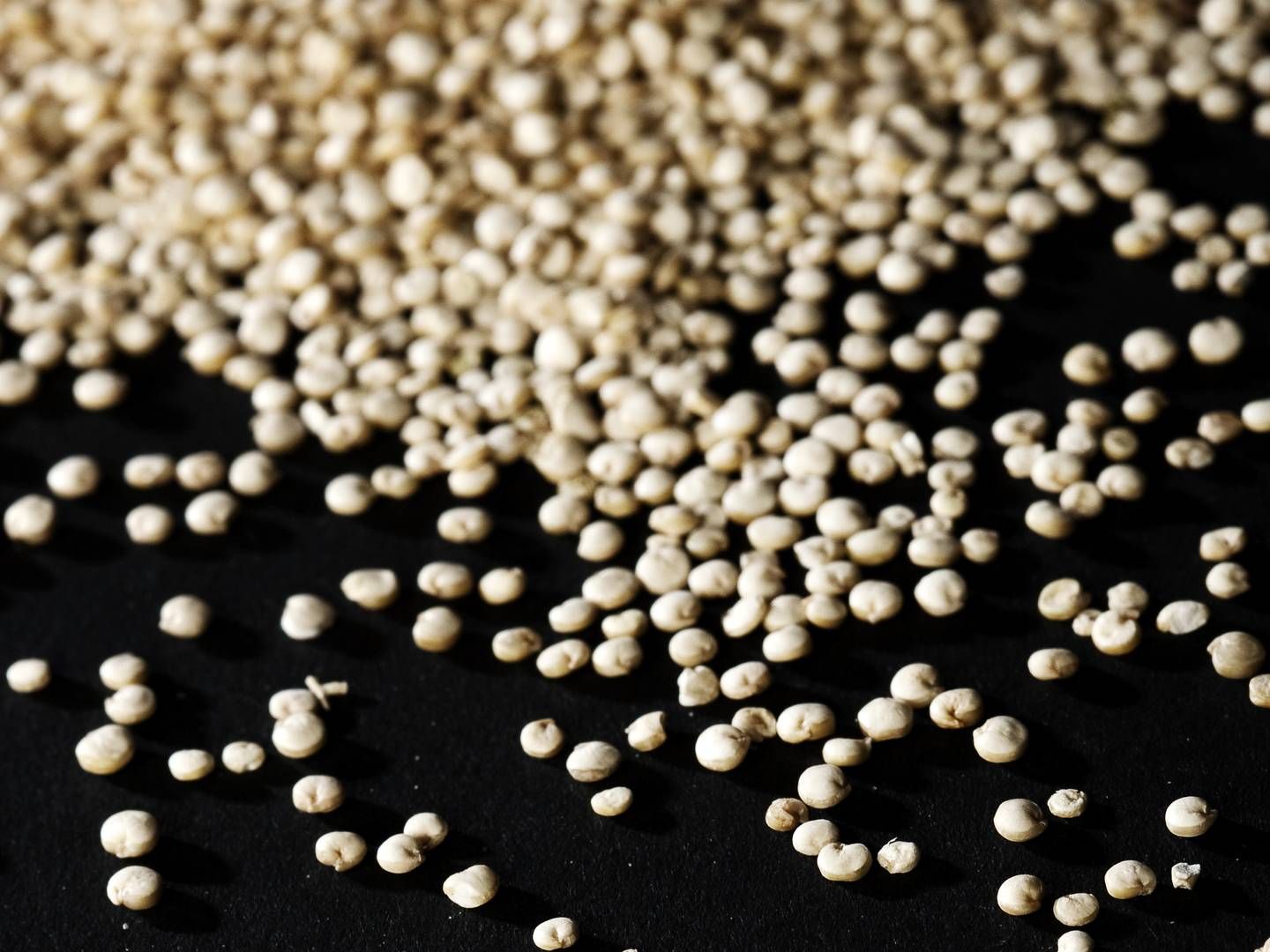 Quinoa er blandt de bælgfrugter, der indgår i Nextpro-projektet, som bl.a. Hanegal står bag. | Foto: Rune Pedersen/Ritzau Scanpix