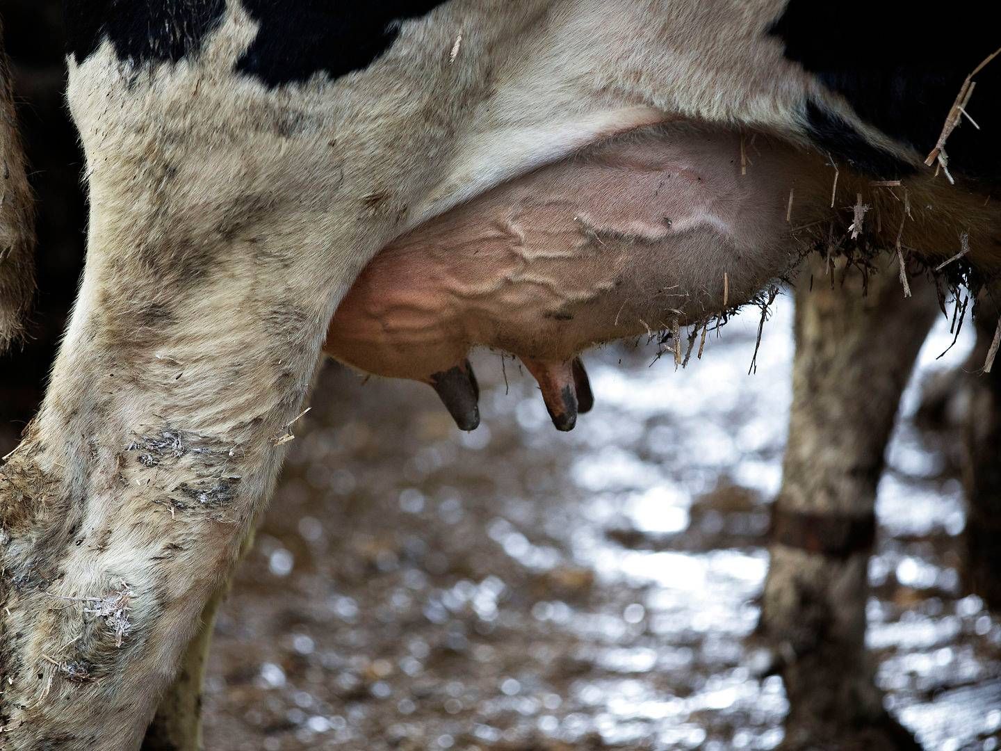 Foto: Jacob Ehrbahn/Ritzau Scanpix