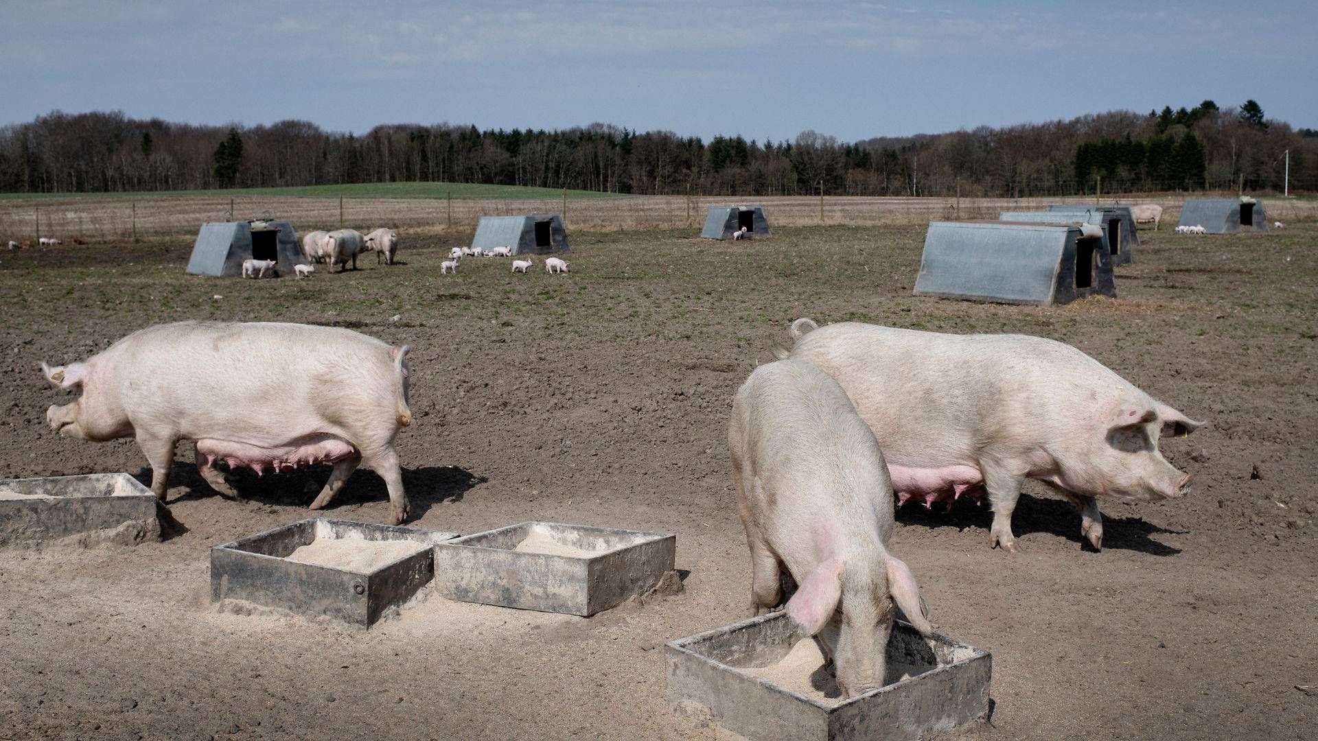 Der er blevet afviklet betydeligt på svineproducenternes gæld i det forgangne kvartal, lyder det fra Vestjysk Bank. | Foto: Ladefoged Joachim/Ritzau Scanpix