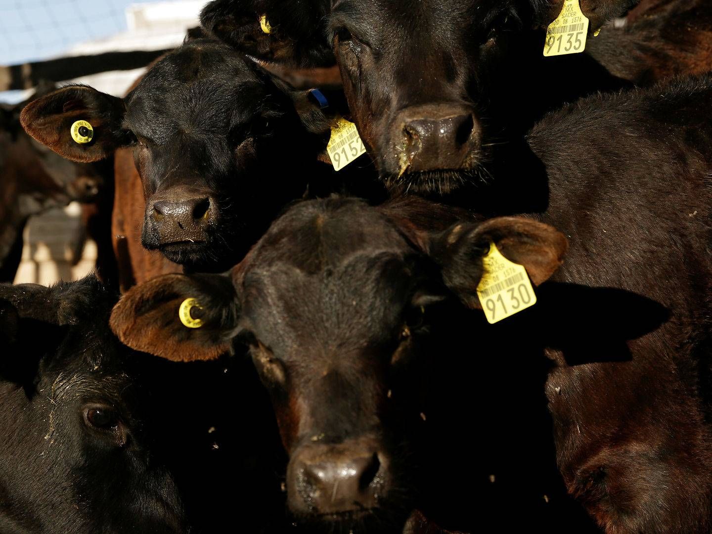 Foto: Jose Luis Gonzalez/Reuters/Ritzau Scanpix