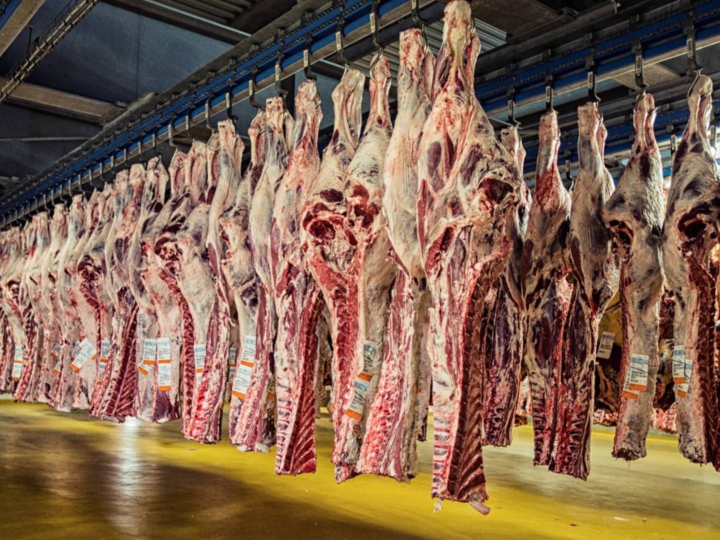 Selv om svinepriserne har været rekordhøje det seneste halve år, har andelshaverne leveret færre grise til Danish Crown. | Foto: PR/Danish Crown