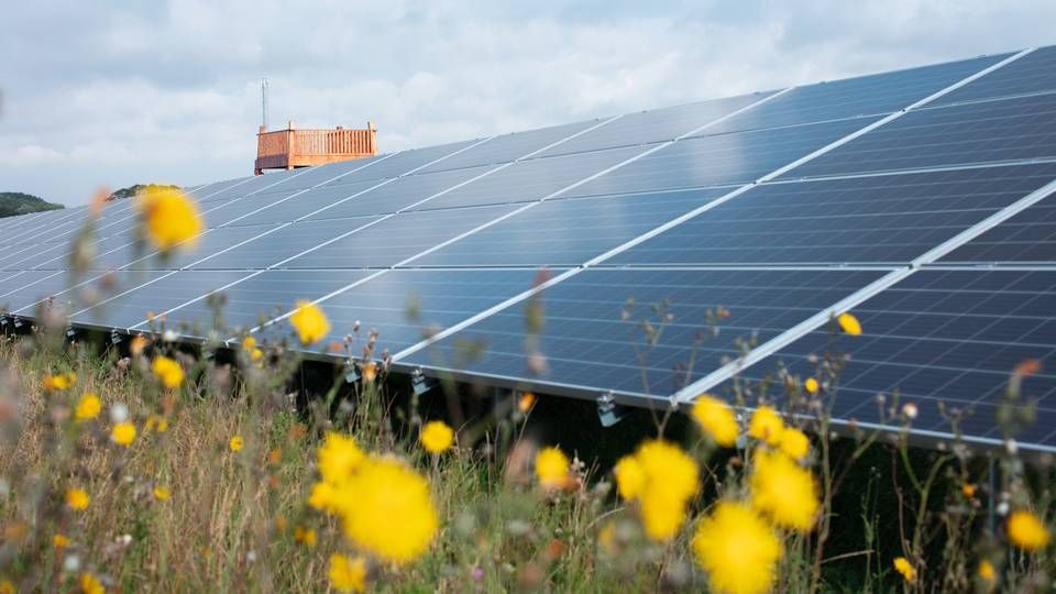 Solcelleparken i Næstved Kommune skal understøtte det lokale dyreliv og økosystem. | Foto: Better Energy