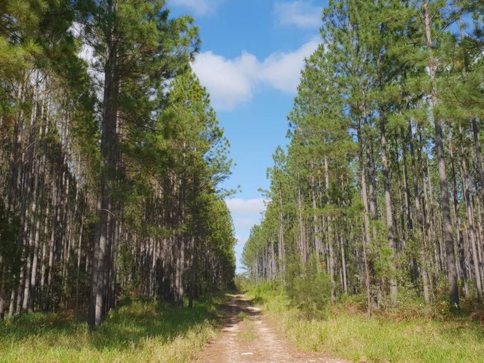 Photo: Forest Wind