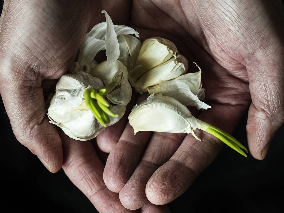 Hvidløg er en af de fødevarer, som nogle kreative individer prøver at markedsføre som en kur mod corona. | Foto: Niels Hougaard/IND